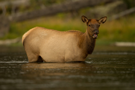 elk